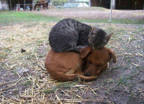 söpö eläinkuvat fancy lemmikit koira ja kissa nukkumassa