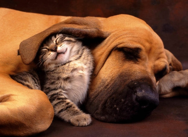 сладък животински снимки фантазия домашни любимци куче и котка