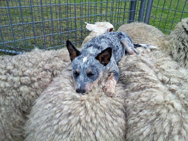 сладък животински снимки фантазия домашни кучета и овце