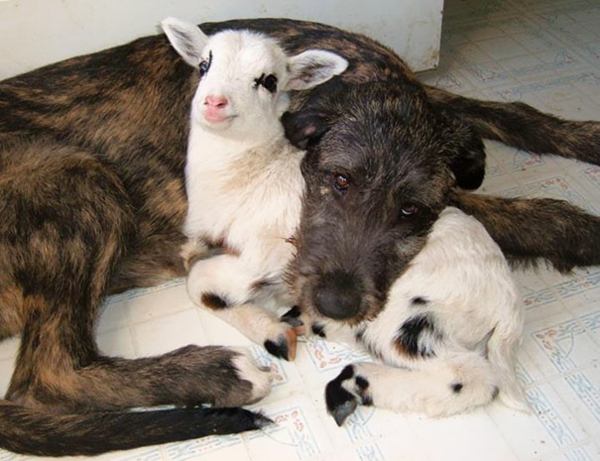 photos d'animaux mignons fantaisie animaux de compagnie chien et chèvre