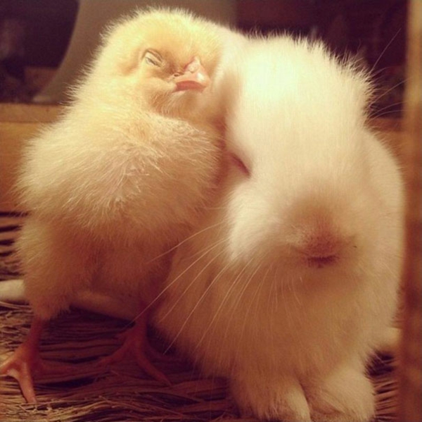сладък животински снимки фантазия домашни любимци пилета и зайци