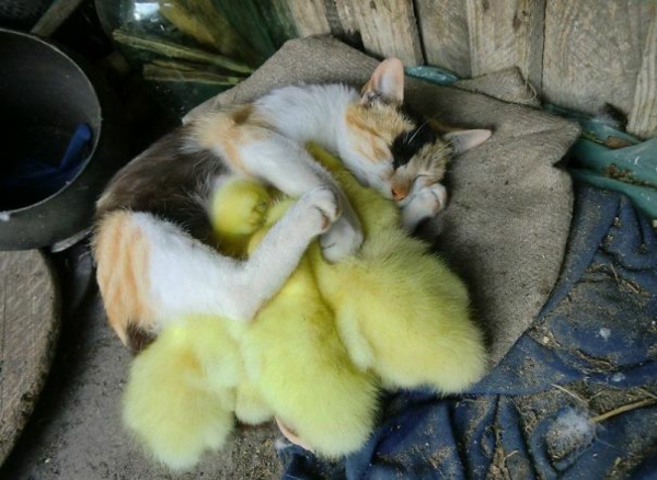 сладък животински снимки снимки фантазия домашни любимци котки и пилета