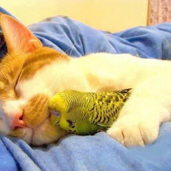 сладък животински снимки фантазия домашни любимци котка и папагал приятелство