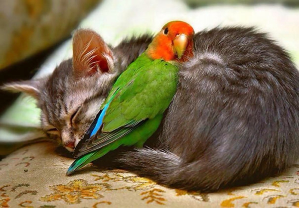 сладък животински снимки фантазия домашни любимци котка и папагал