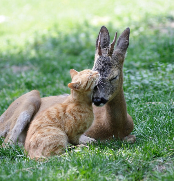 сладък животински снимки фантазия домашни любимци котка и елени