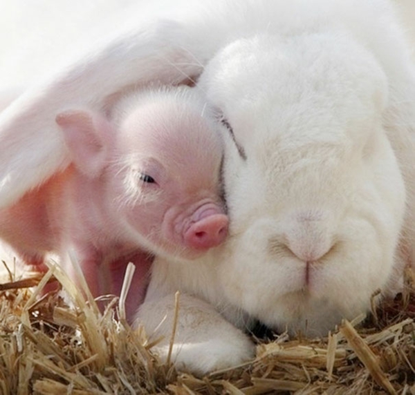 сладък животински снимки фантазия домашни любимци декоративни прасе и заек