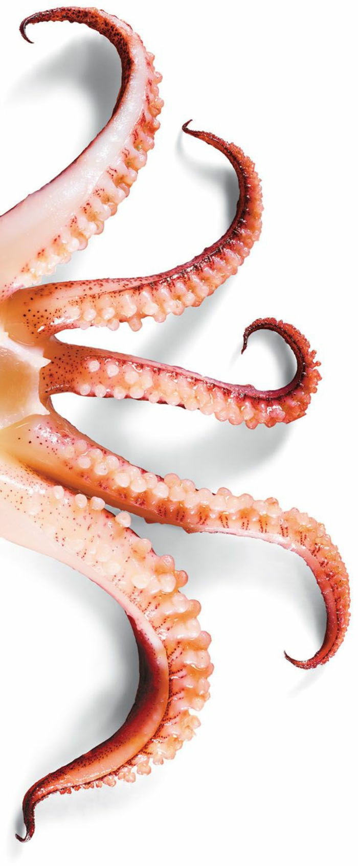octopus koken recepten octopus bereiden exotische gerechten