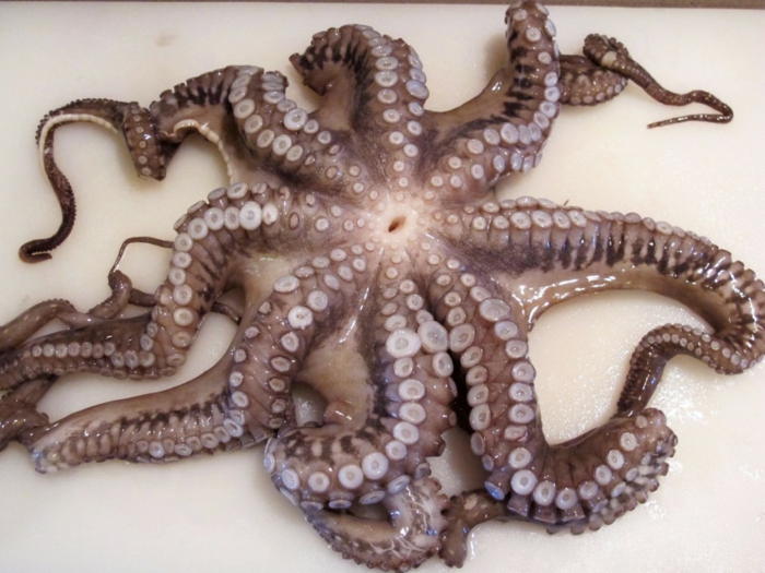 octopus koken recepten octopus rauw vlees bereiden