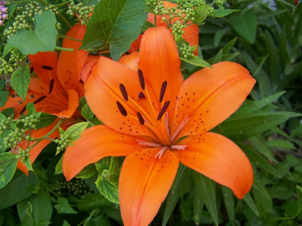 oranžinės lelijos gėlės sodo
