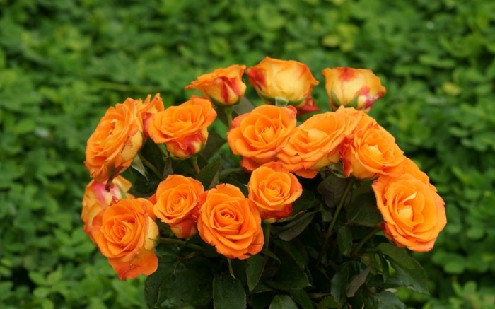 وارتفعت الورود البرتقال معنى اللون
