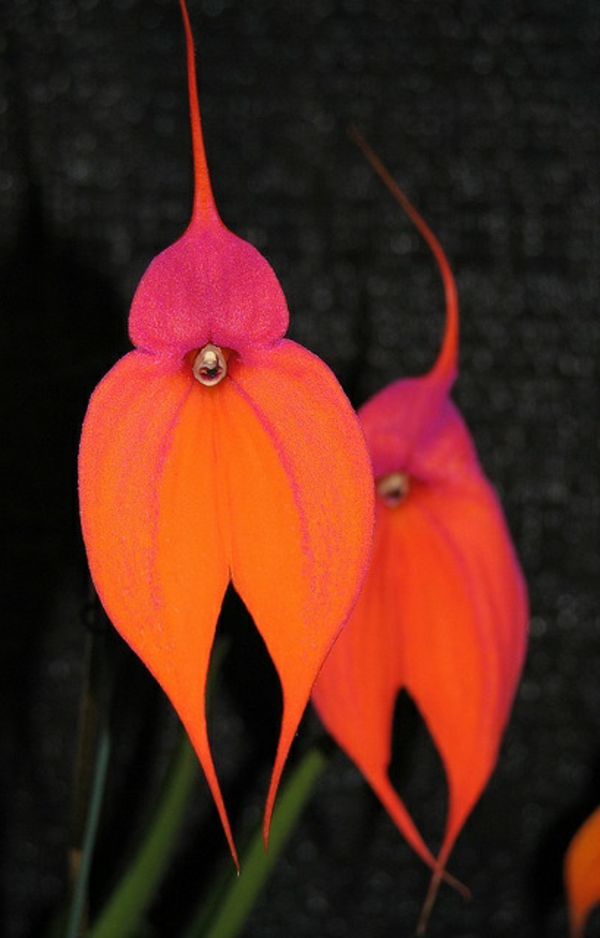 orchid fancy flowers orange red