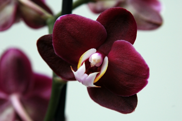 orhidee roșu închis exprimă respect