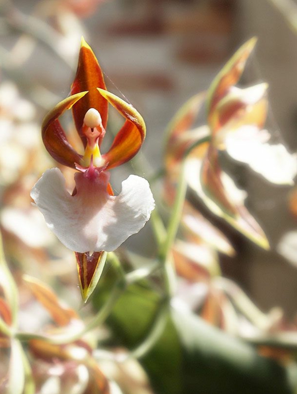 Orchidą įkvepiančios gražios sodo deko idėjos