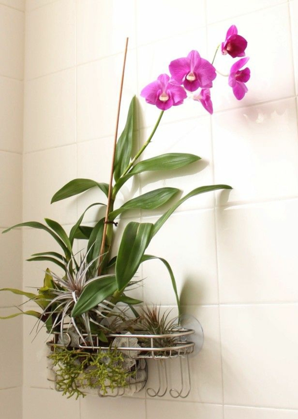 orchid εσωτερικούς χώρους φυτών εικόνες γλάστρες φυτά τοίχο διακόσμηση ιδέες πλακάκια τοίχου
