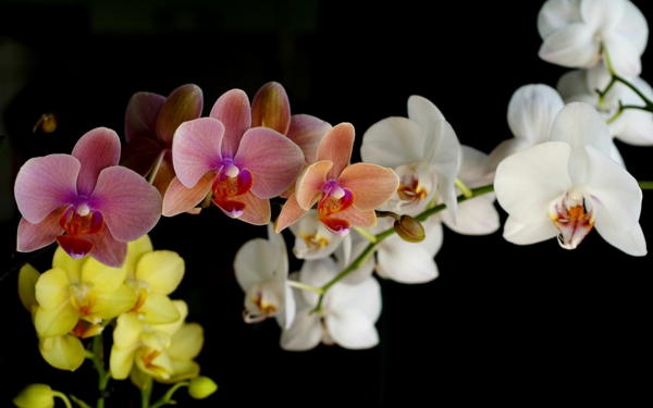 orkideer blomster fersk frisk nydelig