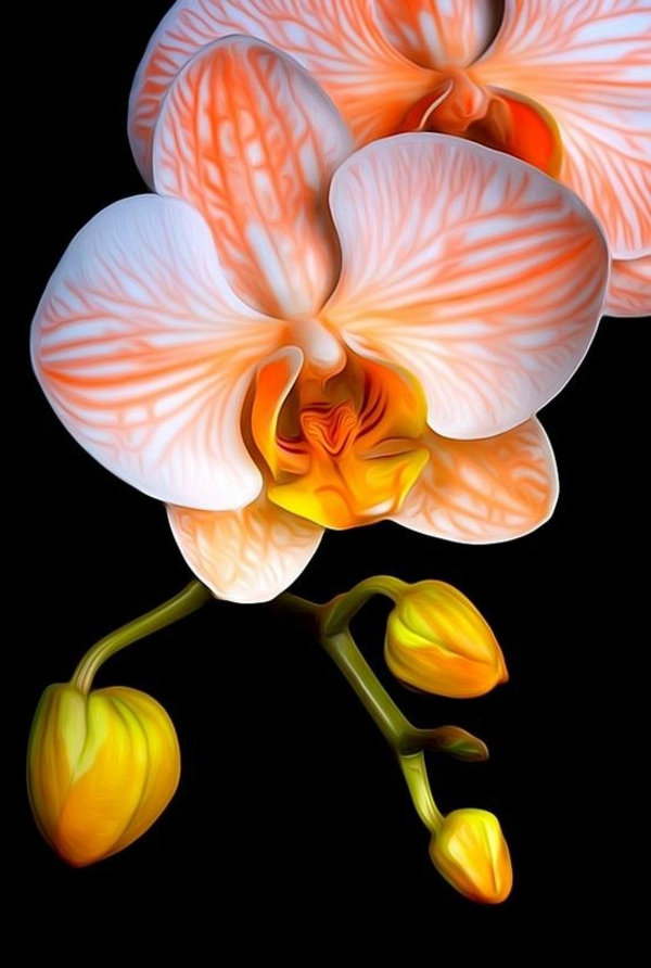 orkideer haven planter oransje orkidé
