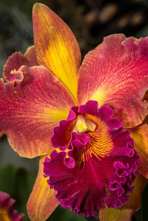 Orchids hageplanter vakre blomster