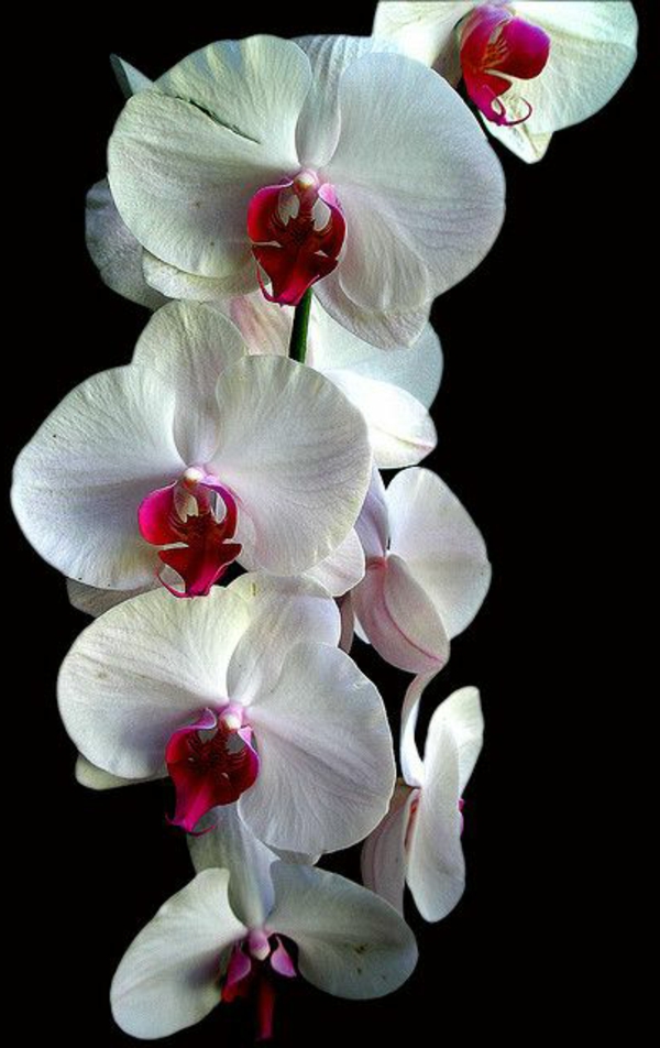 orchidées hawaii orchidée plantes de jardin