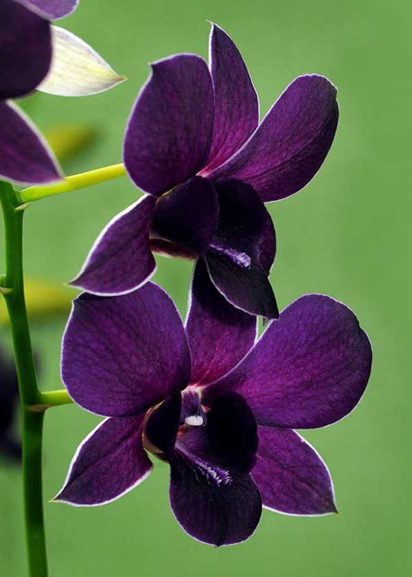 orchidées pourpre plantes de jardin déco idées