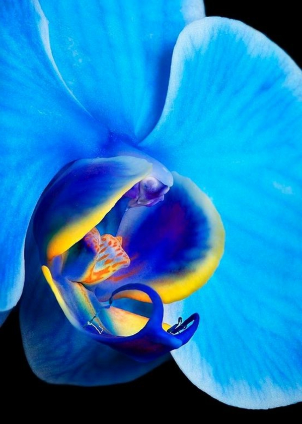 Orquídeas, phalaenopsis, orquídea, flor azul