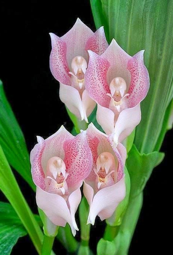 orkideer engle orkidé smukke deco ideer