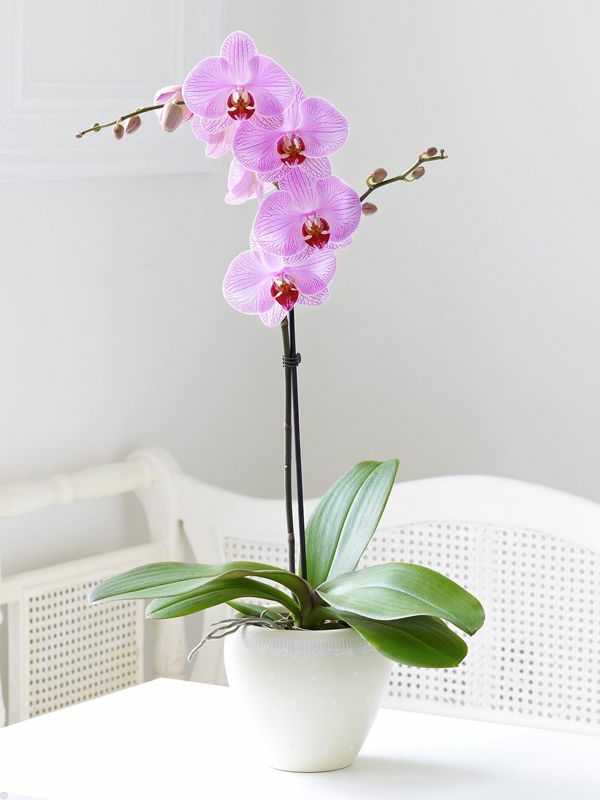 orchids beautiful elegant gentle flowers