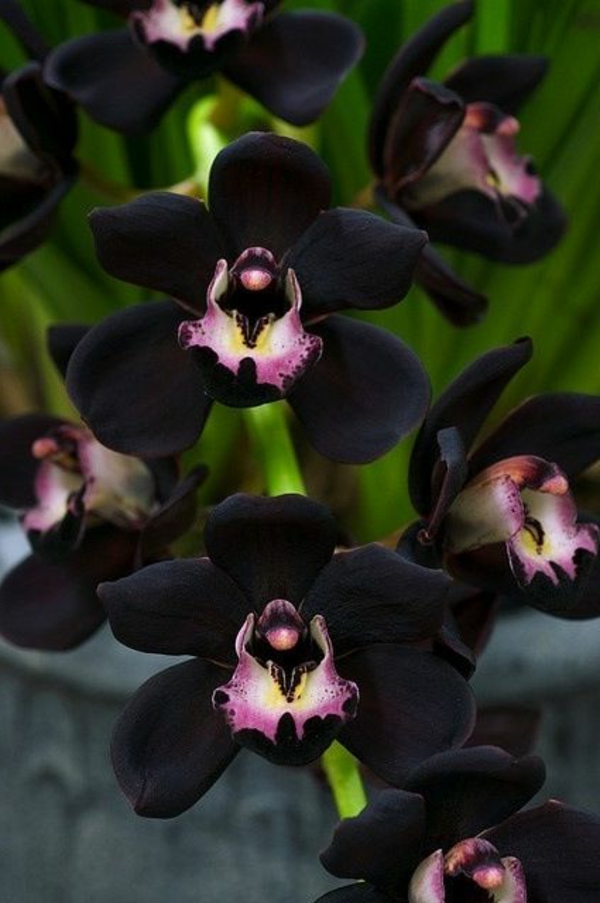 orchidées plantent un jardin d'orchidées noires