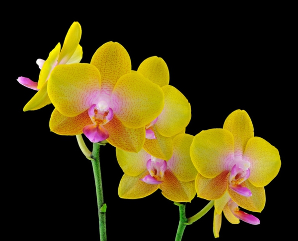 orchidėjų rūšys Phalaenopsis Orchid geltonos gėlės