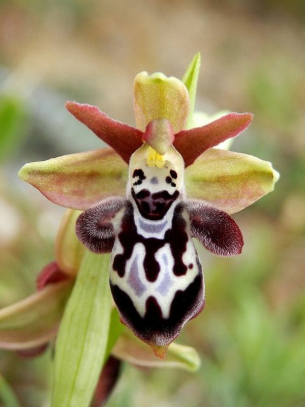 orkidéarter clown ansigt orkidé mimicry