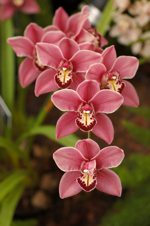 espèces d'orchidées cymbidium orchidée roses plante de jardin