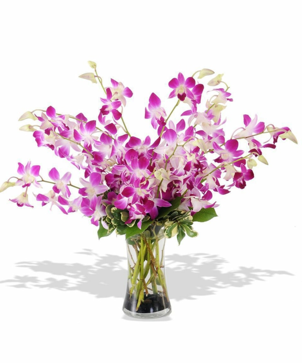 orchidėjų rūšis dendrobio orchidėjų violetinė