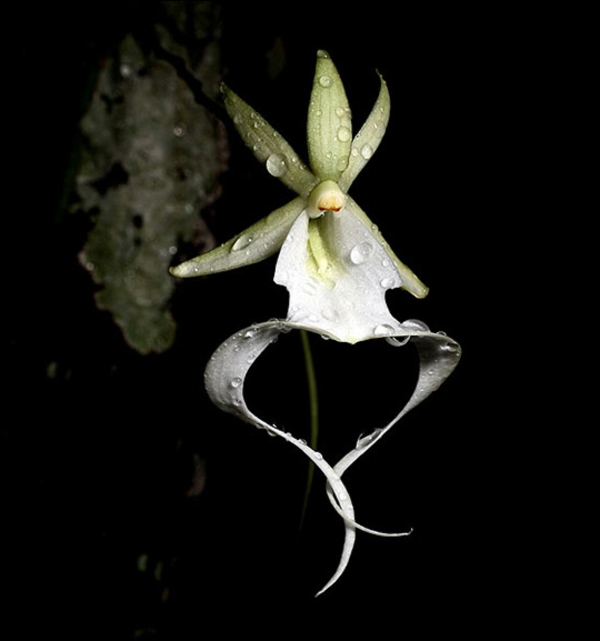 orchidėjų rūšys vaiduoklis orchidėja neįprasti sodo augalai