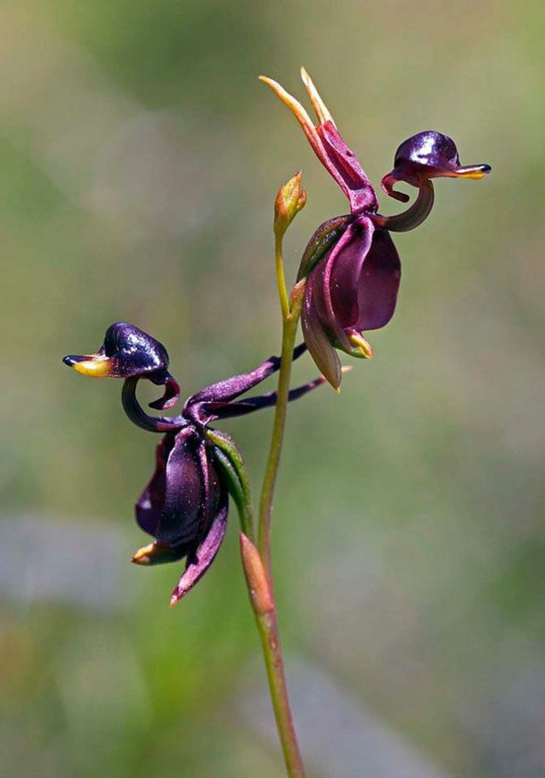 орхидея видове създават подобни градински растения цветя