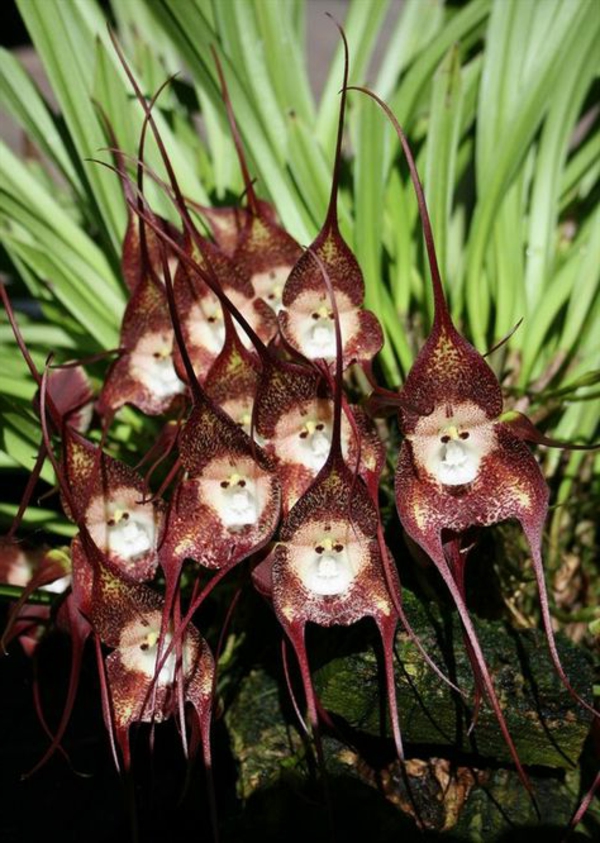 espèces d'orchidées singe orchidées plante de jardin