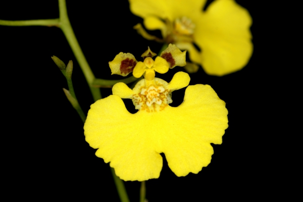 orkideer oncidium orkidé gul ​​orkideer