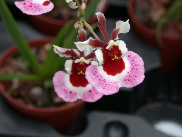 orkidéer oncidium orkidé orkideer büten