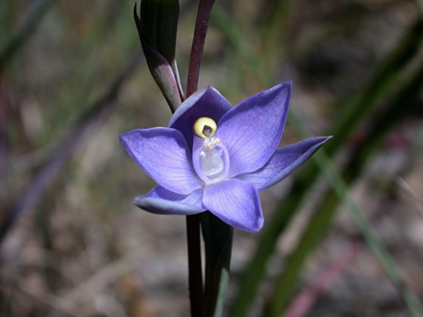 orchid species sun orchid light purple blossom