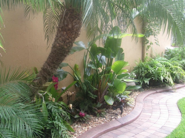 palme i hagen i gårdsplassen vilefalt på tropiske planter