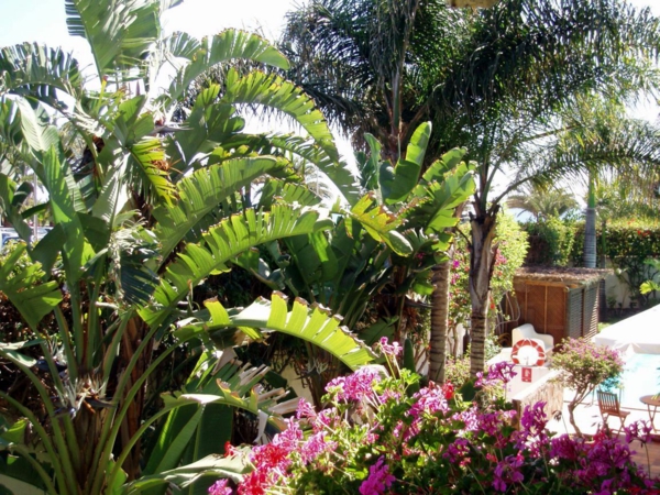 palme i haven rosa geranium banan arter