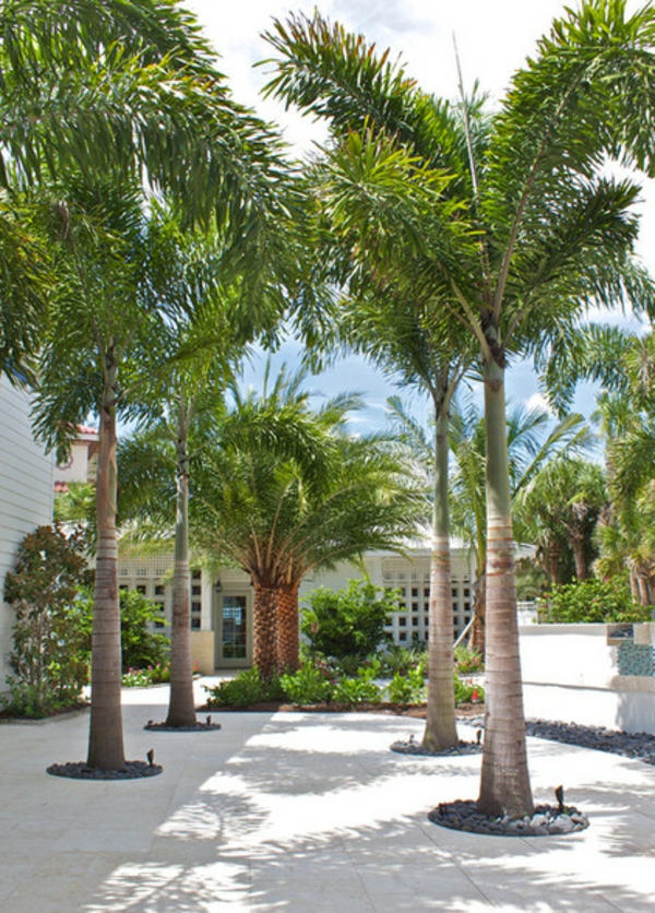 Palm in de tropische tuin en levend in de werf