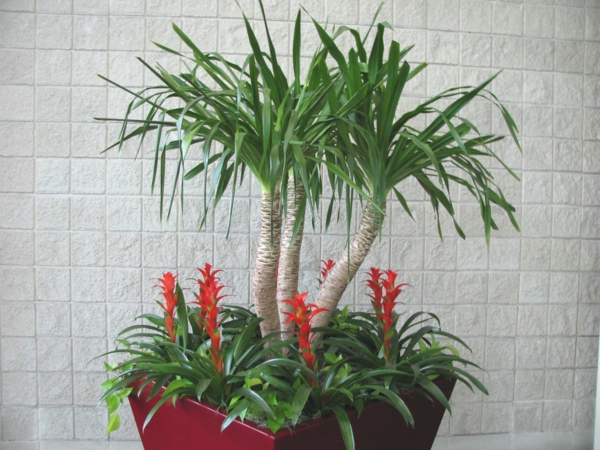 palmen voor de kamer foto's potplanten deco-ideeën