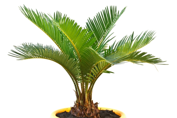 palmbomen palmen soorten potplanten deco-ideeën