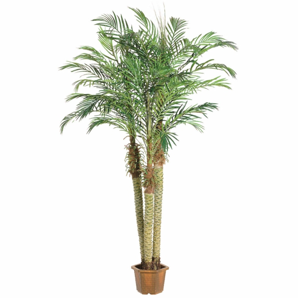 Palmer for rommet palmer bildene potteplanter lett å ta vare på