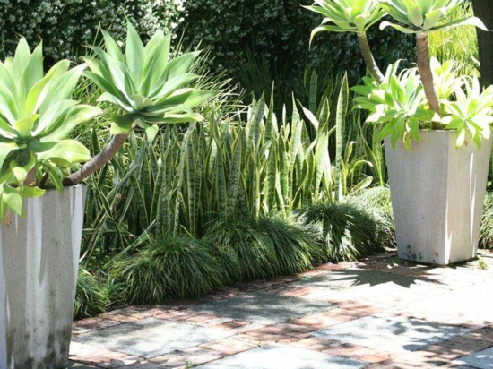 palmy středomořské zahradnické nápady rostlinné druhy