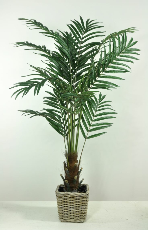 palme de aur palmier palmier de îngrijire a plantelor de interior plante de balcon