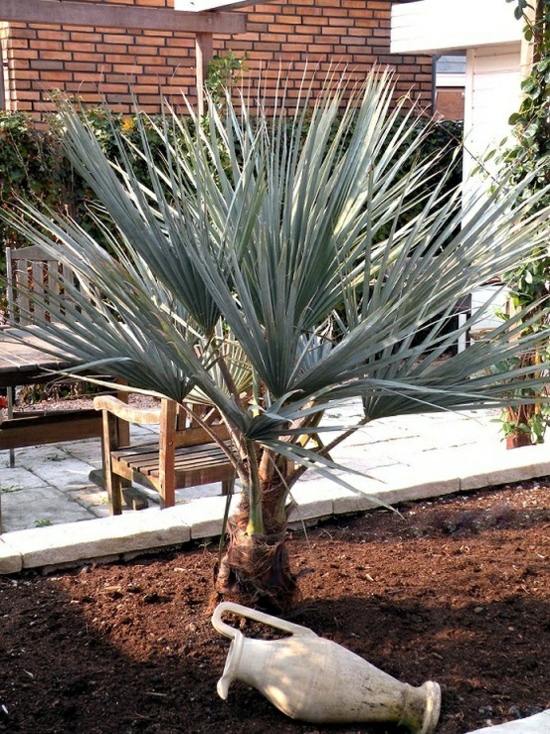 Palmieri în elementele de decorare a plantelor mediteraneene de grădină