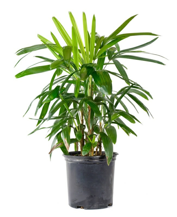 palmy rostliny vnitřní rhapis excelsa lady palm zelené rostliny