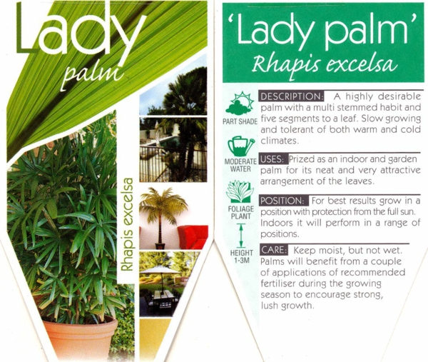 palmové rostliny pokojové rostliny rhapis excelsa lady palmový topol