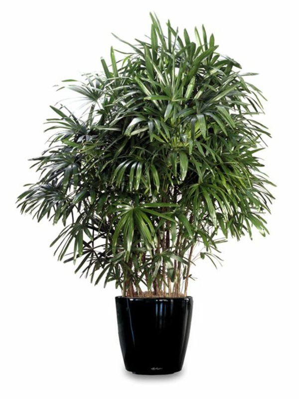 palmer innendørs planter rhapis excelsa dame palm innendørs planter lett vedlikehold