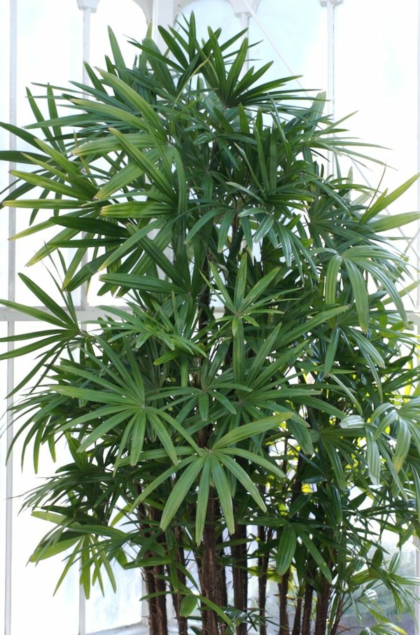 palmové rostliny vnitřní rostliny rhapis excelsa lady palm